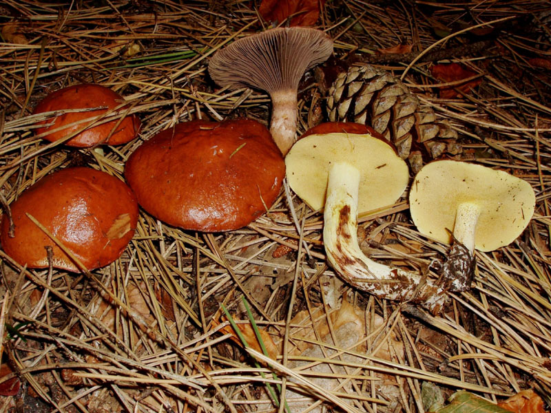 Suillus granulatus?